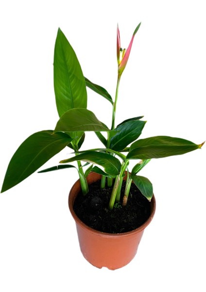 Cennet Kuşu Çiçeği Turna Gagası Starlice Fidani Strelitzia Regina 30-40 cm