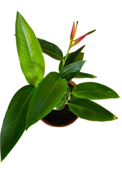 Cennet Kuşu Çiçeği Turna Gagası Starlice Fidani Strelitzia Regina 30-40 cm