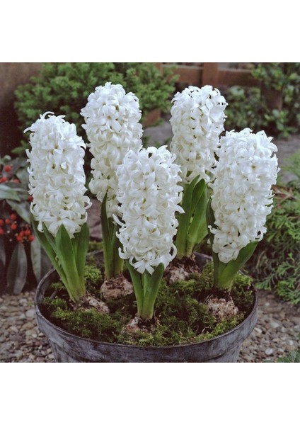 Hyacinthus Aiolos Beyaz Sümbül Soğanı (3 Adet)
