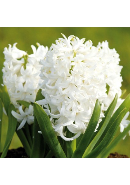 Hyacinthus Aiolos Beyaz Sümbül Soğanı (3 Adet) fiyatları
