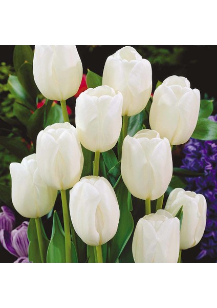 Beyaz White Heaven Lale Soğanı (5 Adet)