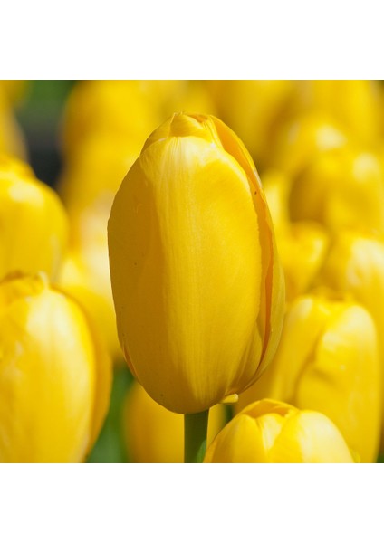 Jan Van Nes Sarı Lale Soğanı (5 Adet)