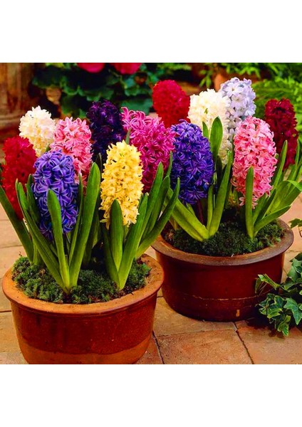Karışık Renkli Mix Sümbül Hyacinthus Soğanı (3 Adet)