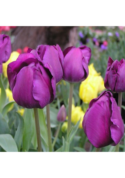 Özel Negrita Mor Lale Soğanı (5 Adet)