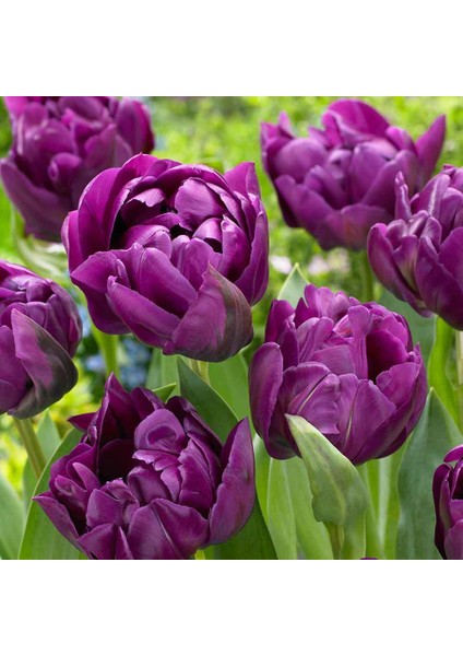 Özel Negrita Mor Lale Soğanı (5 Adet) fiyatları