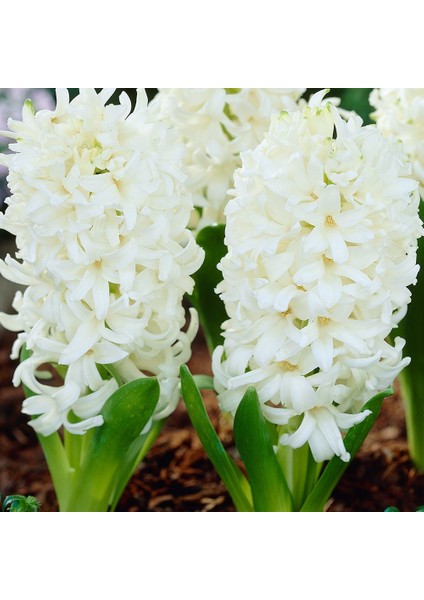 White King Sümbül Hyacinthus Soğanı (3 Adet)