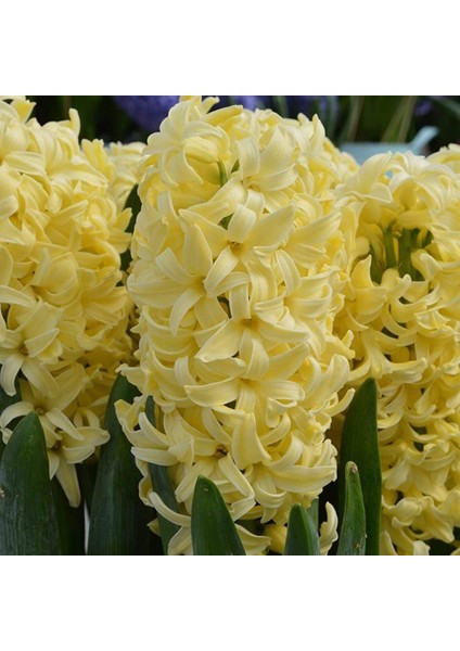 Yoğun Kokulu Gold Gypsy Princess Sümbül Soğanı (3 Adet)