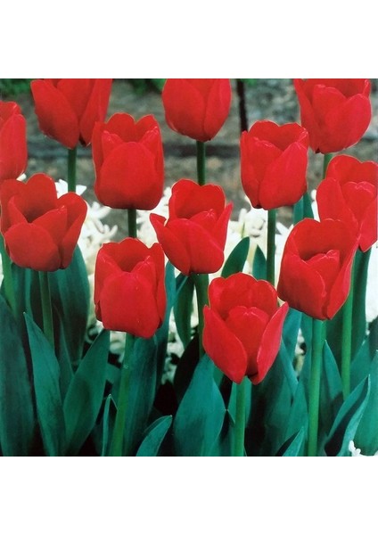 Özel Ille De France Lale Soğanı (5 Adet)