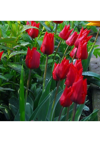 Özel Ille De France Lale Soğanı (5 Adet) fiyatları