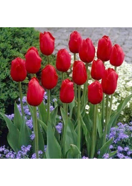 Özel Ille De France Lale Soğanı (5 Adet) modelleri