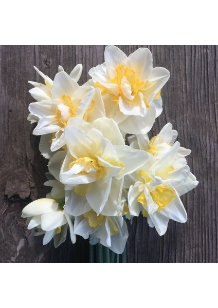 Yoğun Kokulu White Lion Nergis Çiçeği Soğanı (5 Adet)