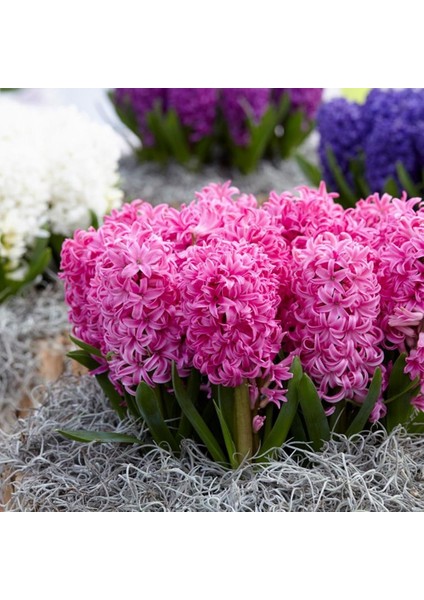 Hyacinthus Pink Pearl Kokulu Pembe Sümbül Soğanı (3 Adet)