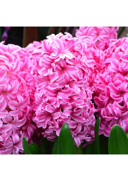 Hyacinthus Pink Pearl Kokulu Pembe Sümbül Soğanı (3 Adet) fiyatları
