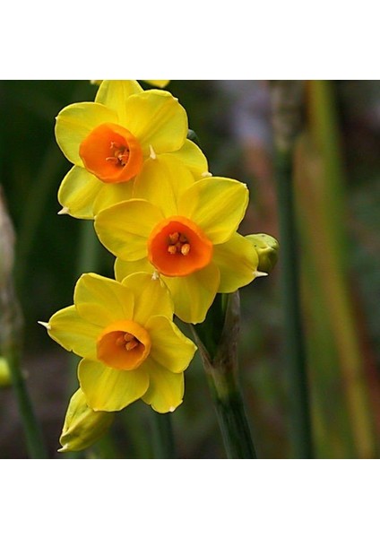 Love Day Sarı Nergis Soğanı (5 Adet)