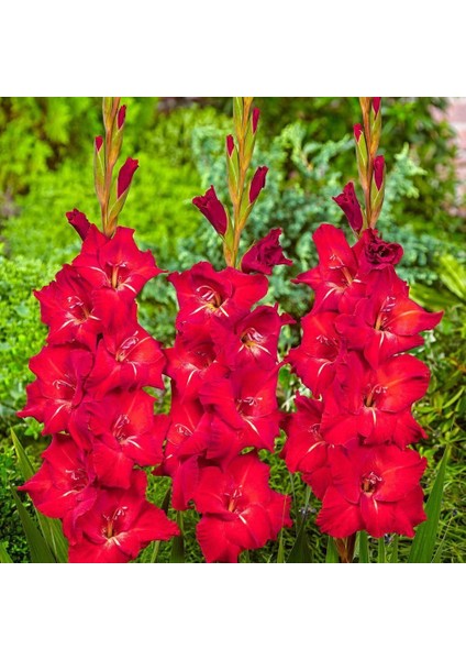 Gladiolus Red Swan Kırmızı Glayör Çiçeği Soğanı (2 Adet)