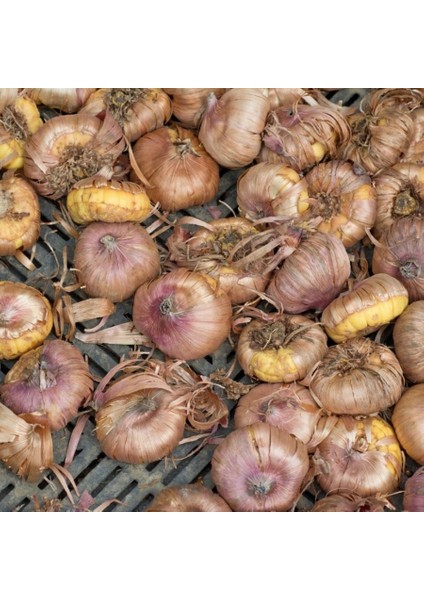 Gladiolus Red Swan Kırmızı Glayör Çiçeği Soğanı (2 Adet)