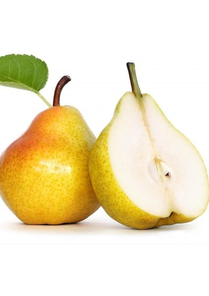 Tüplü Aromatik Bol Sulu Verimli Tam Bodur Williams Armut Fidanı