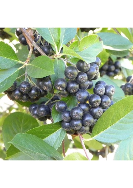 Tüplü Siyah Aronya (Aronia) Chokeberry Fidanı (15-20CM)