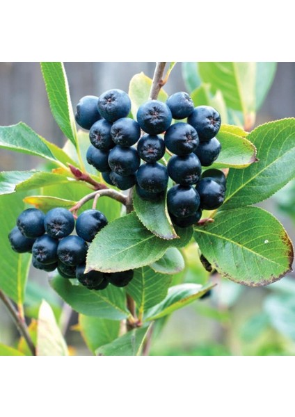 Tüplü Siyah Aronya (Aronia) Chokeberry Fidanı (15-20CM) fiyatları