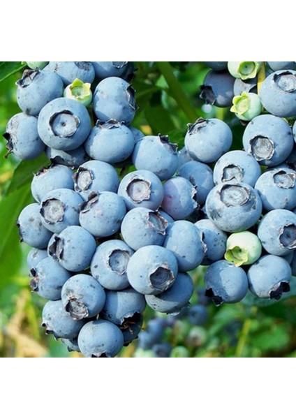 Tüplü Jubile Yaban Mersini Likapa Blueberry Fidanı