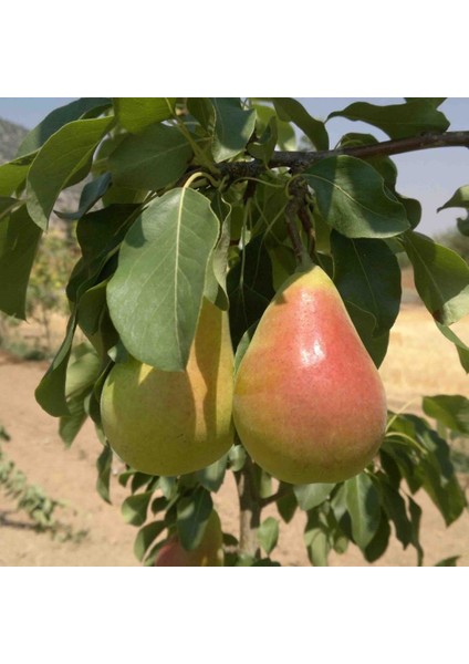 Tüplü Erkenci Bol Verimli Tam Bodur Etruşka (Etrusca) Armut Fidanı