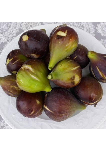 Tüplü Karadeniz Patlıcan Inciri Fidanı