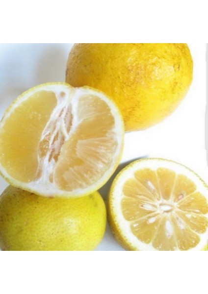 Tüplü Aşılı Nadir Bulunan Tatlı Şeker Limon Fidanı