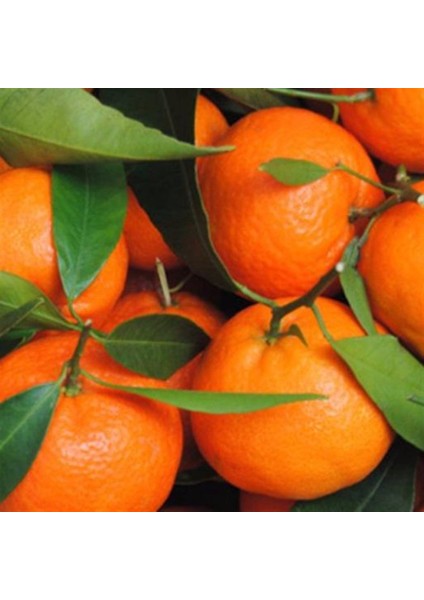 Tüplü Aşılı Çekirdeksiz Okitsu Mandalina Fidanı