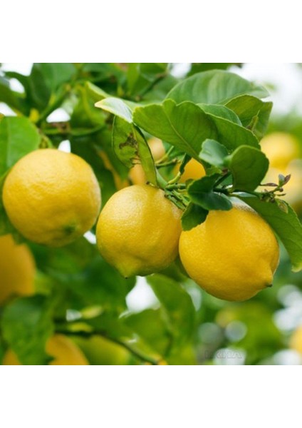 Tüplü Aşılı Verimli Euroka Limon Fidanı