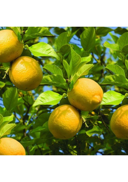 Tüplü Aşılı Bol Verimli Enter Limon Fidanı