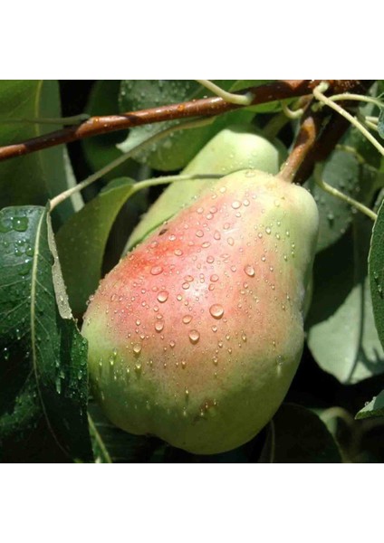 Tüplü Bol Sulu Yüksek Verimli Tam Bodur Santa Maria Armut Fidanı