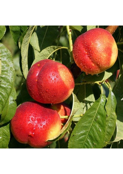 Tüplü Erkenci Yüksek Verimli Yarı Bodur Caldesi Nektarin Fidanı