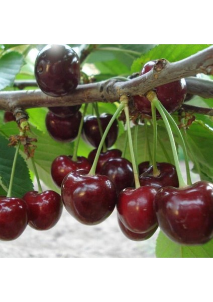 Tüplü Aromatik Kendine Verimli Yarı Bodur Noble Kiraz Fidanı