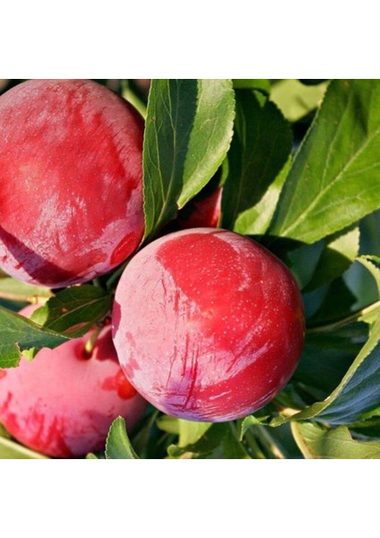 Tüplü Iri Meyveli Geçci Yarı Bodur Autumn Giant Japon Eriği Fidanı