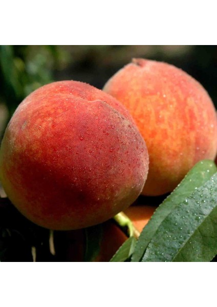Tüplü Akıllı Ağaç Bol Verimli Tam Bodur Glohaven Şeftali Fidanı