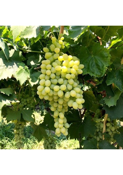 Tüplü Iri Salkımlı Yalova Incisi Üzüm(Asma-Bağ) Fidanı