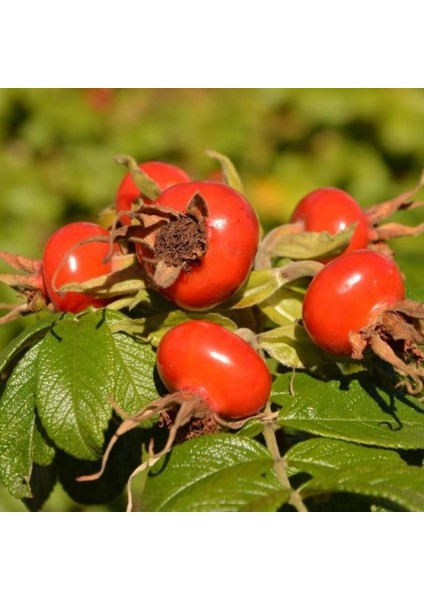 Tüplü Dikensiz Kuşburnu Fidanı