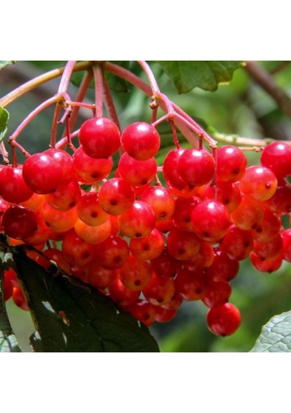 Tüplü Şifalı Aromatik Girebolu Girabolu Gilaboru Fidanı fiyatları