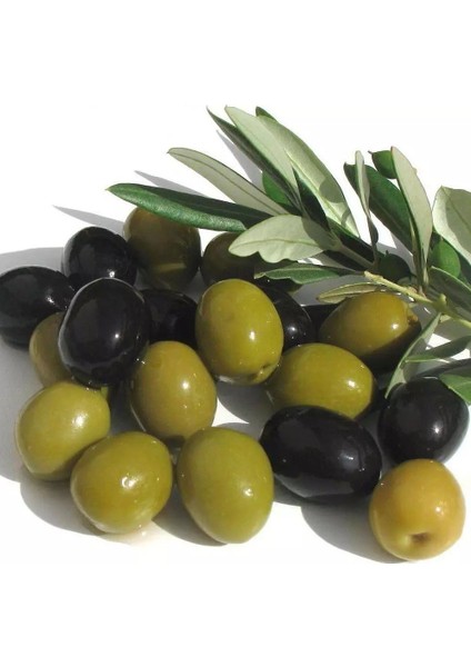 Tüplü Salamuralık Gemlik Trilye Zeytin Fidanı