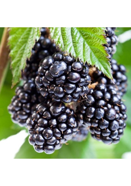 Tüplü Bol Verimli Yediveren Aromatik Brazos Böğürtlen Fidanı