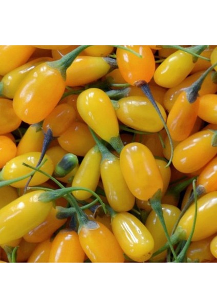 Tüplü Nadir Altuni Amber Sweet Sarı Goji Berry Fidanı (Sınırlı Stok)