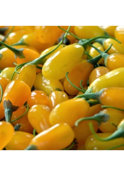Tüplü Nadir Altuni Amber Sweet Sarı Goji Berry Fidanı (Sınırlı Stok)
