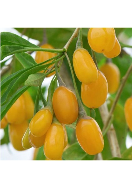 Tüplü Nadir Altuni Amber Sweet Sarı Goji Berry Fidanı (Sınırlı Stok)