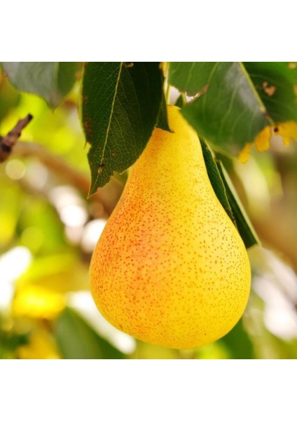 Tüplü Aşılı Geçci Leziz Aromatik Yarıbodur Williams Barlett Armut Fidanı