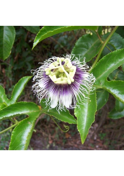 Tüplü Pasiflora Edulis Maruçya (Maracuya) Fidanı