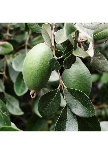 Tüplü Nadir Bulunan Feijoa (Kaymak Ağacı) Fidanı