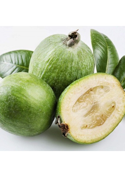 Tüplü Nadir Bulunan Feijoa (Kaymak Ağacı) Fidanı