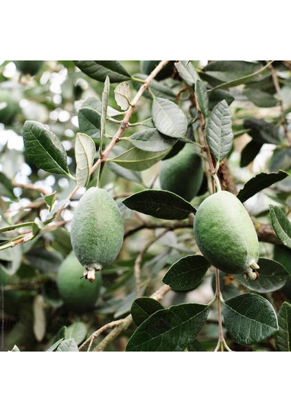Tüplü Nadir Bulunan Feijoa (Kaymak Ağacı) Fidanı