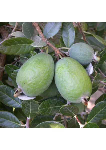 Tüplü Nadir Bulunan Feijoa (Kaymak Ağacı) Fidanı