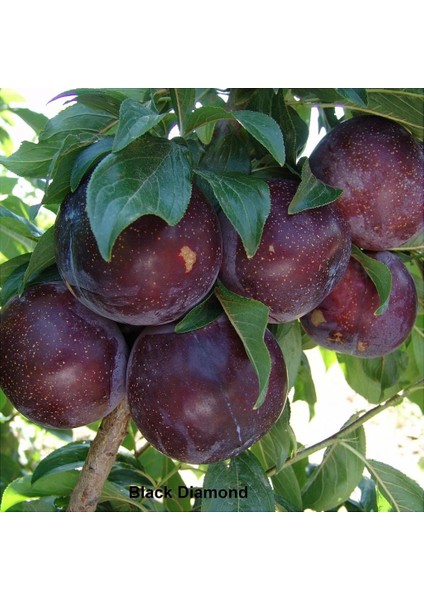 Tüplü Aşılı Iri Meyveli Bol Verimli Black Diamond Japon Erik Fidanı